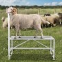 Livestock Stand Goat Trimming Stand 21"-33" Height 47x23 in Tabletop White