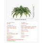 Artificial Ferns, Natural Spread Diameter 37-41 Inch, Large Hanging Fake Boston Ferns, Sunlight Resistant Fake Plant Wall Decor 