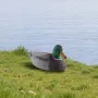 Andelokkere, Realistiske Flydende Andelokkere, Vægt