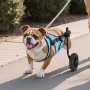Dog Wheelchair for Back Legs, Adjustable 2 Wheels Pet Wheelchair, Lightweight Dog Cart with Shock-Absorbing Wheels, Mobility Sup