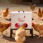 VEVOR Automatic Chicken Feeder, 18.14 kg Capacity, 6 Feeding Ports No-Waste Poultry Feeder with Built-In Divider, with Latch & H