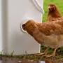 DIY kyllingefoder, 4 foderporte, regntæt fjerkræfoder med låg