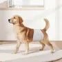 engangsbleer til hanhunde, superabsorberende omslag til