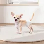 Disposable Dog Diapers, Super Absorbent Female Dog Diapers, 360° Leak-Proof Female Doggy Pet Diaper with Wetness Indicator for H