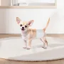 Disposable Male Dog Diapers, Super Absorbent Male Dog Wraps, 360 ° Leak-Proof Belly Bands with Wetness Indicator for Doggies in 