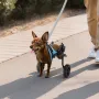 Hundekørestol til bagben, justerbar 2-hjuls kæledyrskørestol