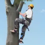 Tree Climbing Spikes, Height-Adjustable Tree Climbing Gear with Straps & Padding Cushion, 159 kg Load Capacity, Heavy Duty Steel