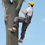 Tree Climbing Spikes Set, Height-Adjustable Tree Climbing Gear with Straps & Waist Harness, 159 kg Load Capacity, Heavy Duty Ste