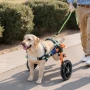 Dog Wheelchair for Back Legs, Lightweight 2 Wheels Pet Wheelchair, Height, Width & Length Adjustable, Dog Cart with Shock-Absorb