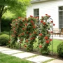 Garden Trellis, 152 x 40.5 cm Rose Trellis, 4 Packs Garden