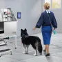 38 "PET Dog Bathing Station m/ rampe, Professionel rustfri