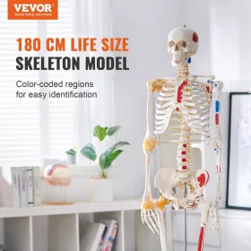 Human Skeleton Model for Anatomy, 71.65" Life Size, Accurate PVC Anatomy Skeleton Model with Ligaments, Movable Arms, Legs &