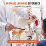 Human Skeleton Model for Anatomy, 1820 mm Life Size, Accurate PVC Anatomy Skeleton Model with Ligaments, Movable Arms, Legs & Ja