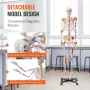 Human Skeleton Model for Anatomy, 71.65 "Livsstørrelse
