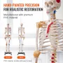 Human Skeleton Model for Anatomy, 71.65 "Livsstørrelse