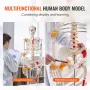 Human Skeleton Model for Anatomy, 71.65 "Livsstørrelse