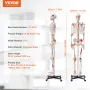 Human Skeleton Model for Anatomy, 71.65 "Livsstørrelse