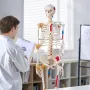 Human Skeleton Model for Anatomy, 71.65 "Livsstørrelse