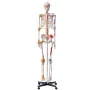 Human Skeleton Model for Anatomy, 1820 mm Life Size, Accurate PVC Anatomy Skeleton Model with Ligaments, Movable Arms, Legs & Ja