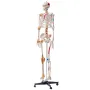 Human Skeleton Model for Anatomy, 1820 mm Life Size, Accurate PVC Anatomy Skeleton Model with Ligaments, Movable Arms, Legs & Ja