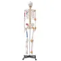 Human Skeleton Model for Anatomy, 1820 mm Life Size, Accurate PVC Anatomy Skeleton Model with Ligaments, Movable Arms, Legs & Ja