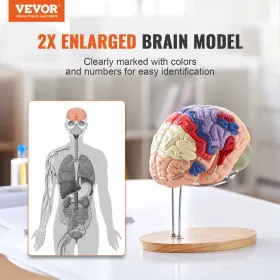 Human Brain Model Anatomy, 2X Life-Size 4-Part Human Brain Anatomical Model with Labels & Display Base, Color-Coded Detachable