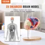 Human Brain Model Anatomy, 2X Life-Size 4-Part Human Brain Anatomical Model with Labels & Display Base, Color-Coded Detachable B