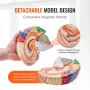 Human Brain Model Anatomy, 2x Livsstørrelse 4-delt menneskelig
