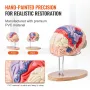 Human Brain Model Anatomy, 2X Life-Size 4-Part Human Brain Anatomical Model with Labels & Display Base, Color-Coded Detachable B