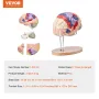 Human Brain Model Anatomy, 2x Livsstørrelse 4-delt menneskelig