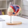 Human Brain Model Anatomy, 2x Livsstørrelse 4-delt menneskelig