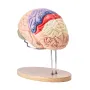 Human Brain Model Anatomy, 2x Livsstørrelse 4-delt menneskelig