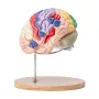 Human Brain Model Anatomy, 2x Livsstørrelse 4-delt menneskelig