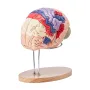 Human Brain Model Anatomy, 2X Life-Size 4-Part Human Brain Anatomical Model with Labels & Display Base, Color-Coded Detachable B