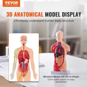 Human Body Model, 15 Parts 11 inch, Human Torso Anatomy Model Anatomical Skeleton Model with Removable Organs, Educational