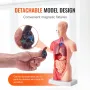 Human Body Model, 15 dele 11 tommer, menneskelig overkropp