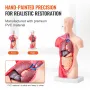 Human Body Model, 15 dele 11 tommer, menneskelig overkropp