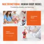 Human Body Model, 15 dele 11 tommer, menneskelig overkropp