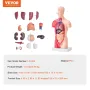Human Body Model, 15 dele 11 tommer, menneskelig overkropp