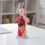 Human Body Model, 15 dele 11 tommer, menneskelig overkropp