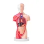 Human Body Model, 15 dele 11 tommer, menneskelig overkropp