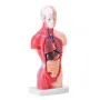 Human Body Model, 15 dele 11 tommer, menneskelig overkropp