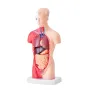 Human Body Model, 15 Parts 11 inch, Human Torso Anatomy Model Anatomical Skeleton Model with Removable Organs, Educational Teach