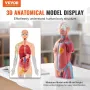 Human Body Model, 23 Parts 18 inch, Human Torso Anatomy Model Unisex Anatomical Skeleton Model with Removable Organs,
