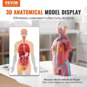 Human Body Model, 23 dele 18 tommer, menneskelig overkropp Anatomi -model unisex anatomisk skeletmodel med aftagelige organer,