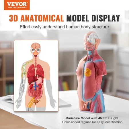 Human Body Model, 23 Parts 18 inch, Human Torso Anatomy Model Unisex Anatomical Skeleton Model with Removable Organs,