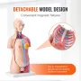 Human Body Model, 23 dele 18 tommer, menneskelig overkropp