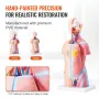 Human Body Model, 23 dele 18 tommer, menneskelig overkropp