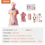 Human Body Model, 23 Parts 18 inch, Human Torso Anatomy Model Unisex Anatomical Skeleton Model with Removable Organs,