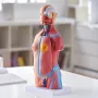 Human Body Model, 23 dele 18 tommer, menneskelig overkropp